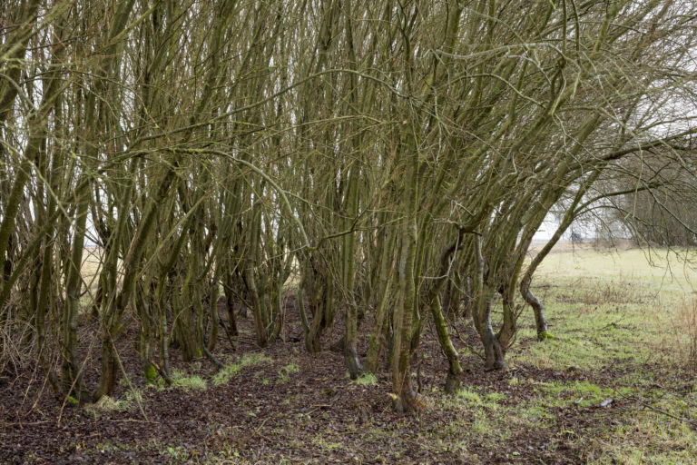 #12C South (Current) – Smilde