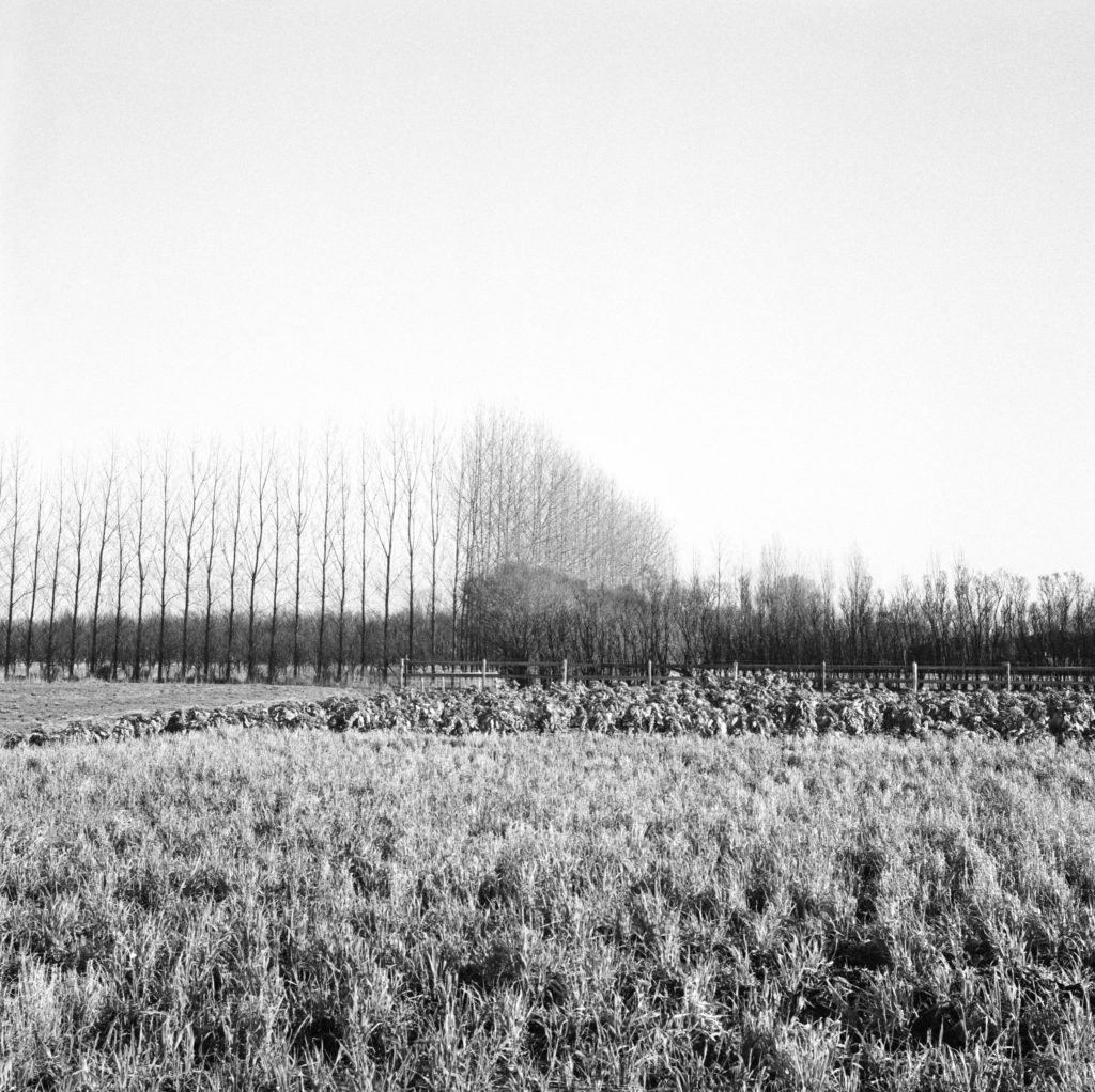 #37C East (Past) – Rockanje