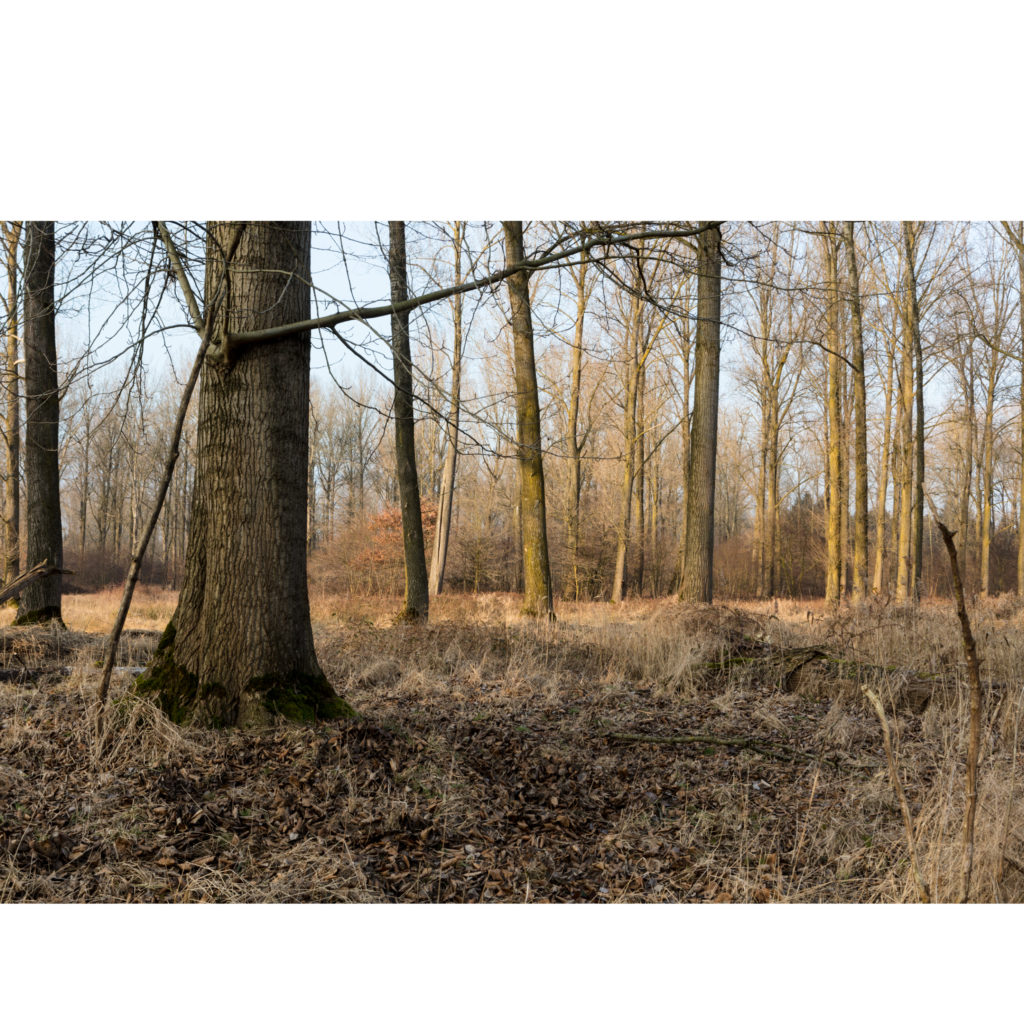 #57F East (Current) – Weert