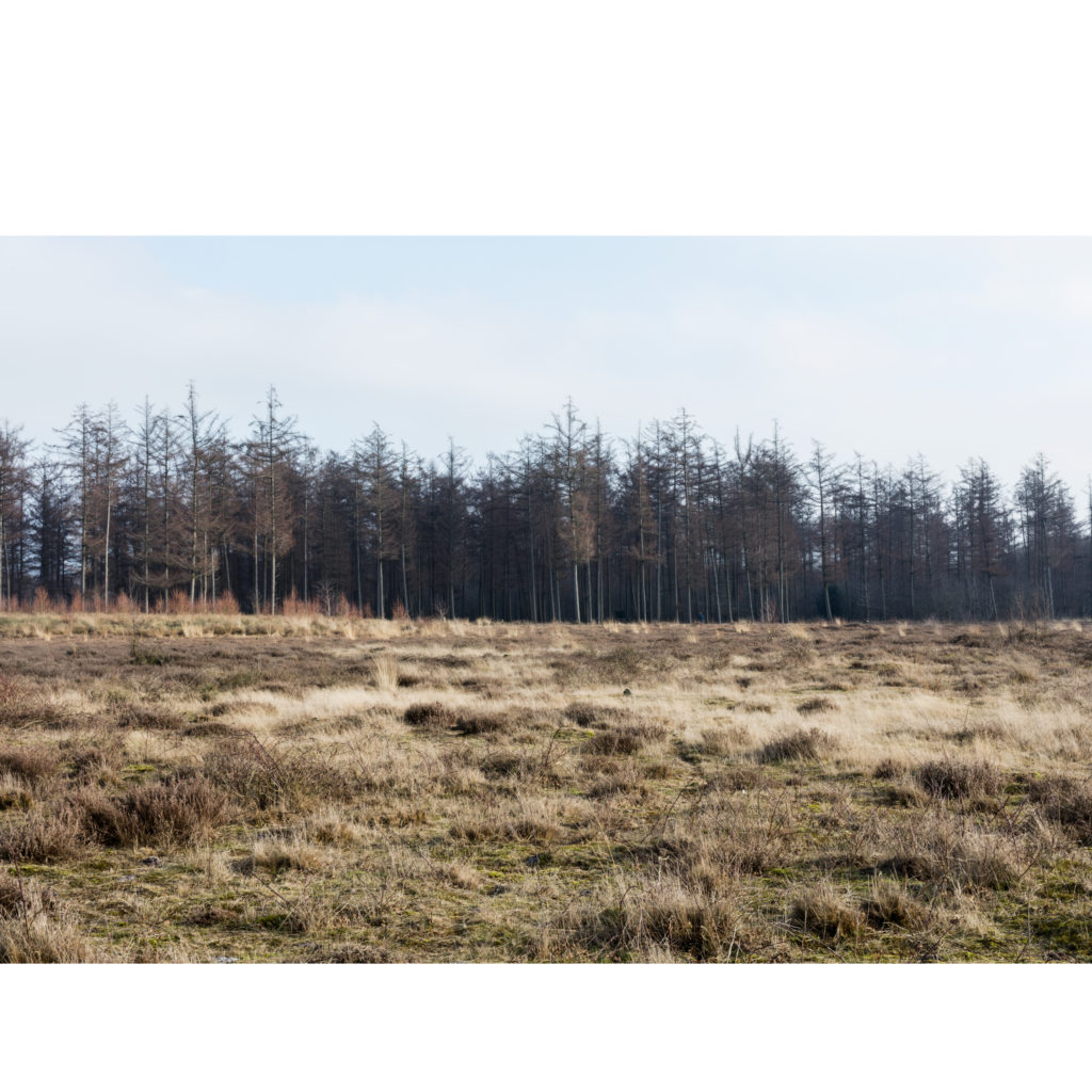 #17D East (Current) – Nieuw Balinge