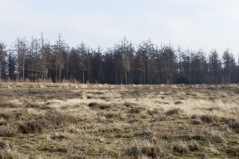 #17D East (Current) – Nieuw Balinge