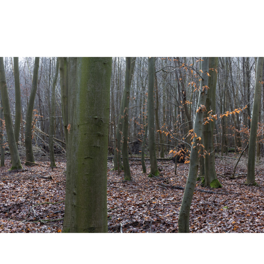 #21C South (Current) – Kampen