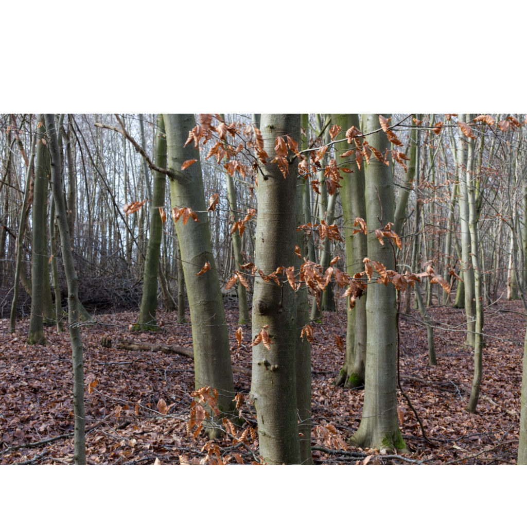 #21C West (Current) – Kampen