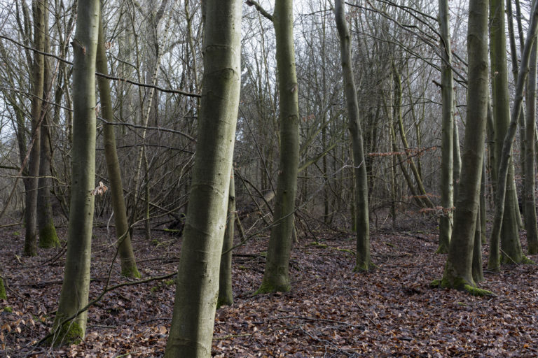 #21C East (Current) – Kampen