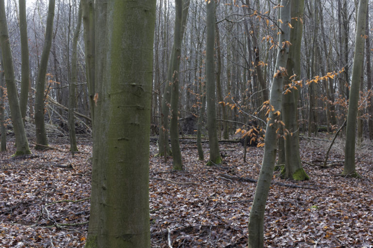 #21C South (Current) – Kampen