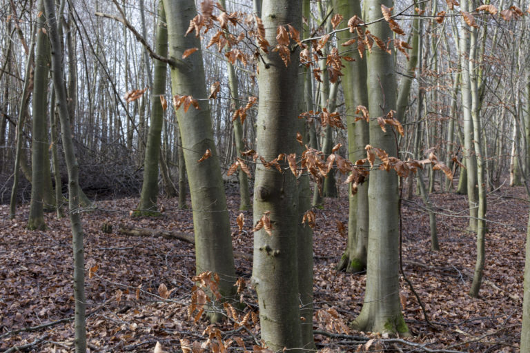 #21C West (Current) – Kampen