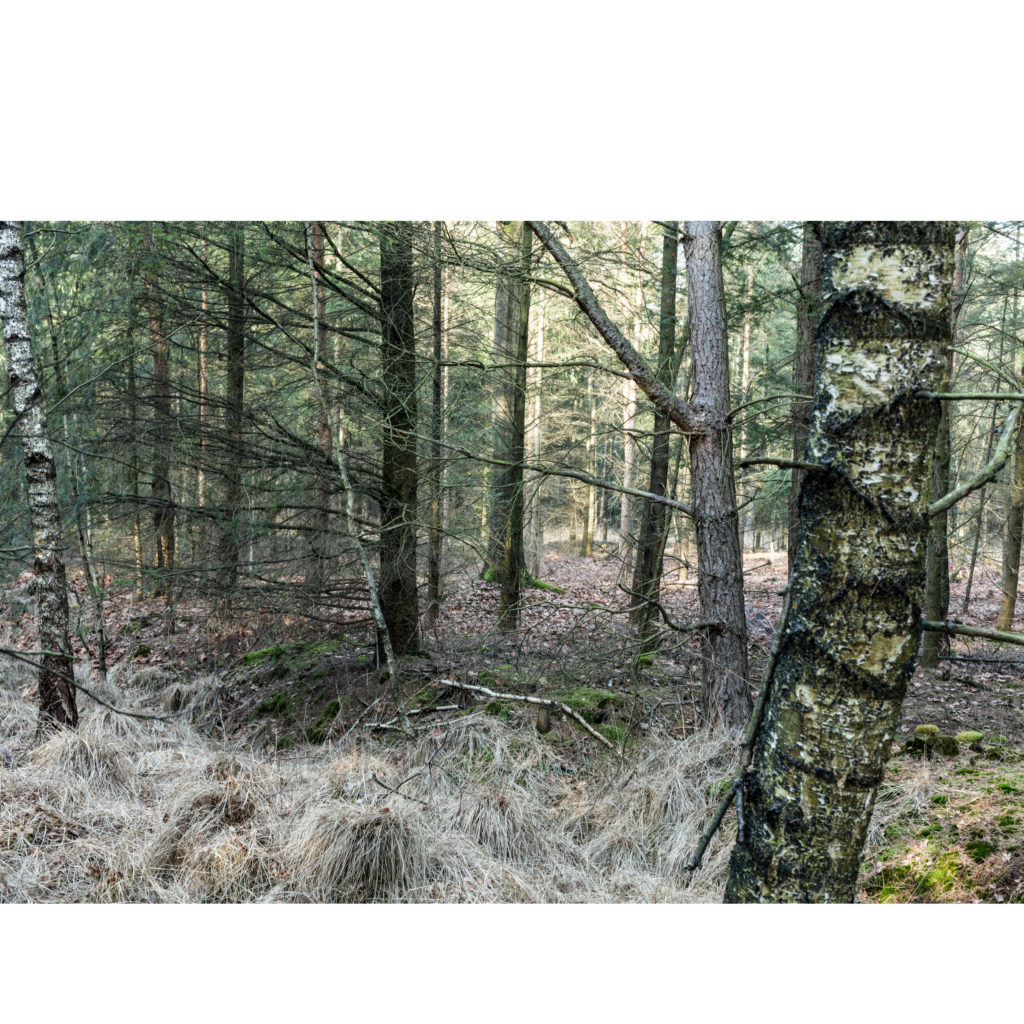 #50H North (Current) – Lage Mierde