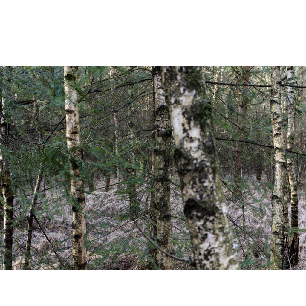 #50H West (Current) – Lage Mierde