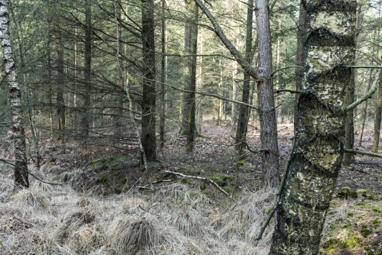 #50H North (Current) – Lage Mierde